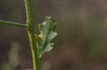 Winged pigweed